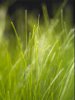 Vista_grass_176x220.jpg