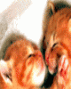 catsinlove_q9qk9n97.gif