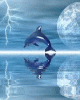 delfin.gif