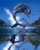 dolphins444004.gif