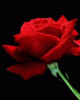 Rose1.gif