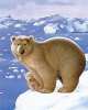 Eisbär.gif