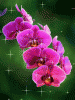 Orchidee02.gif