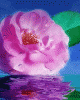 Blüte B57.gif