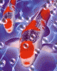 Fische01.GIF