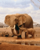 elephants56.gif