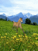 Pferdchen lauf Gallop.gif