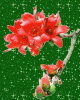 Blüte.gif