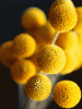 YellowBubbles.gif