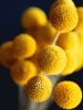 YellowPollen.gif