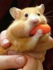 Hamster240x320.jpg