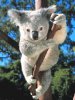 koala.jpg