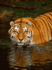 tiger.gif