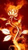 fire rose 360.jpg
