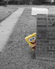 spongie.jpg