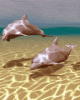 dolphins475612.gif